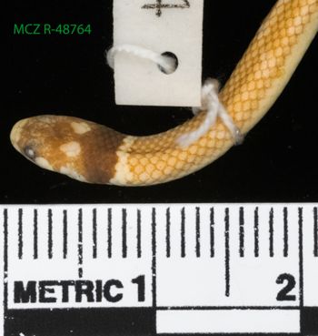 Media type: image;   Herpetology R-48764 Description: Specimen photo;  Aspect: head dorsal